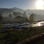 Flores – Moni